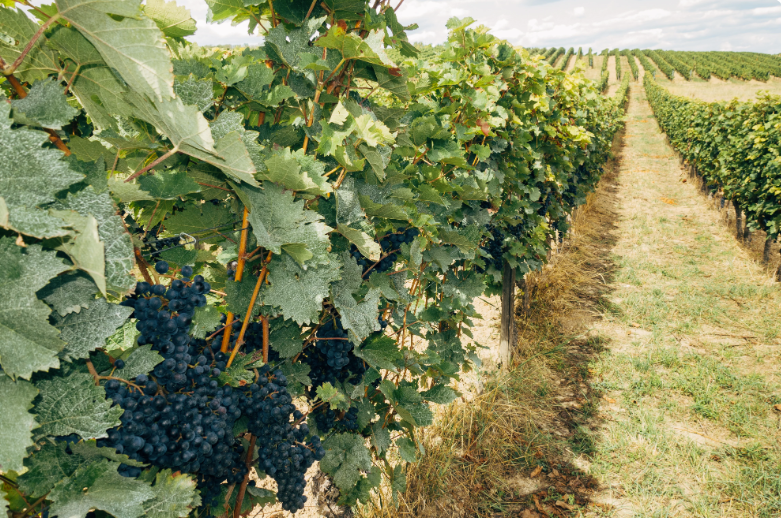 Ein Blick auf die Vielfalt der Rebsorten im Südtiroler Weinanbau