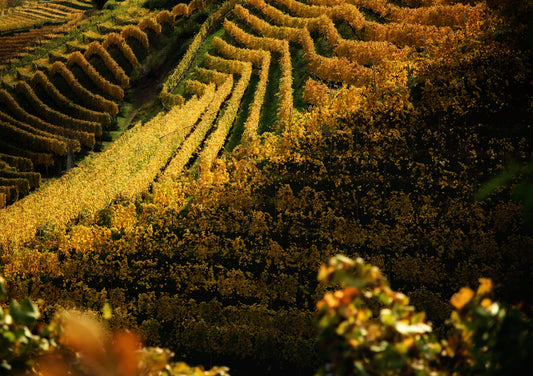 Jahrgangsbericht Südtirol 2024: Ein verregnetes Weinjahr