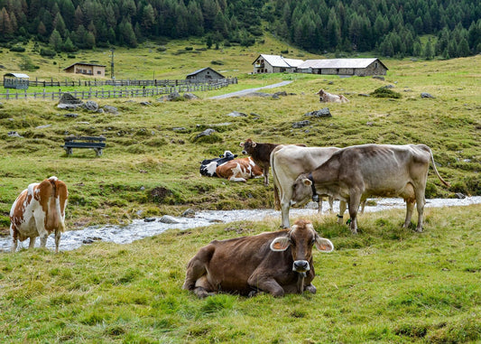 Die Trentiner Küche: Eine kulinarische Reise durch die Berge