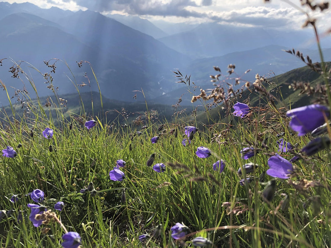 Entdecken Sie das Weinparadies Überetsch in Südtirol