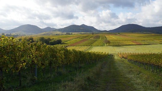 "Vigna" im Weinbau: Eine Bezeichnung für Qualität und Herkunft