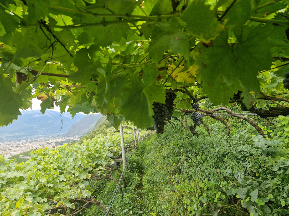 Die Neuanlage auf dem Premstallerhof: Ein Neuanfang für unsere Reben