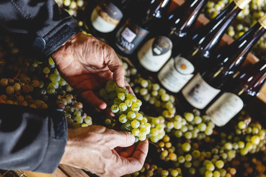 Vino Santo Trentino: Ein Elixier der Tradition