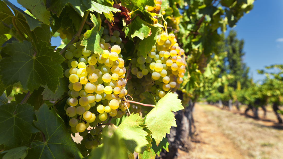 Goldmuskateller: Das goldene Juwel der Südtiroler Weinwelt
