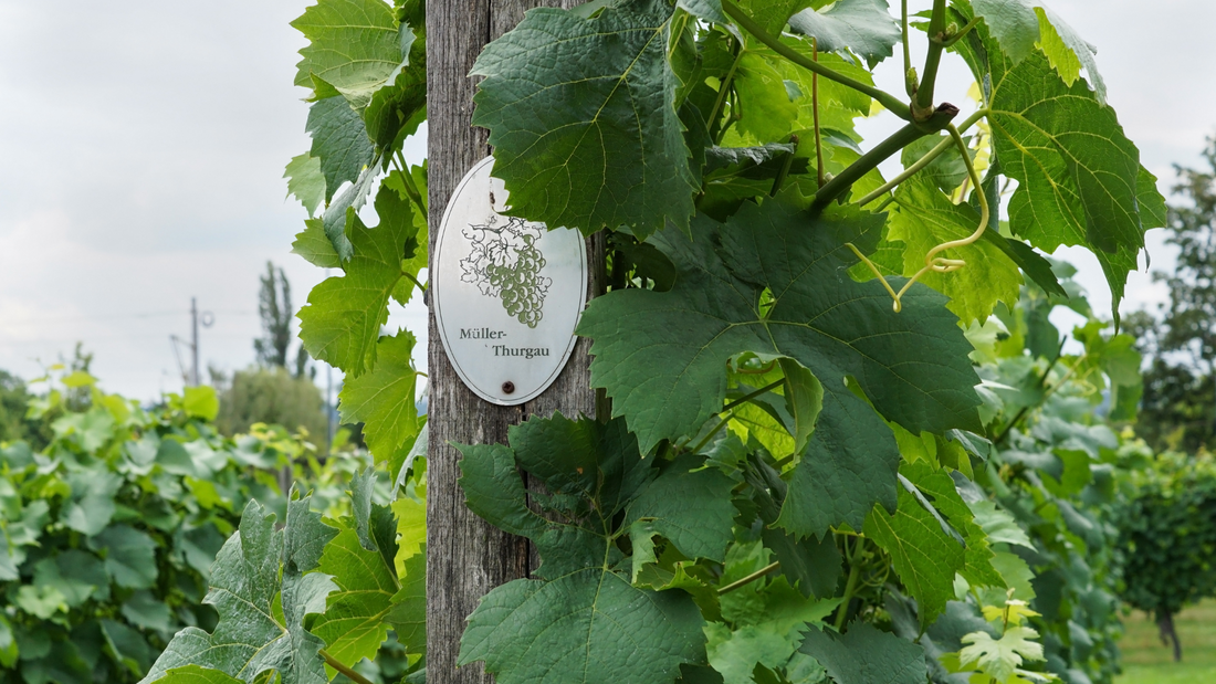 Müller Thurgau: Die alpine Weißwein-Spezialität Südtirols