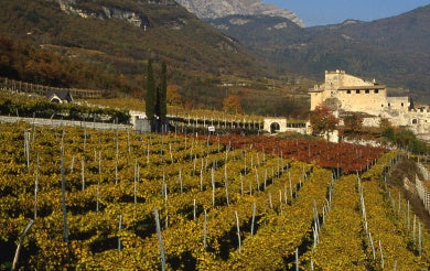 Die Weinproduktion in Tirol von 1919 bis heute